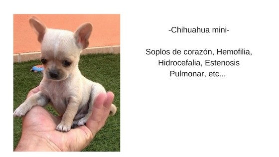 chihuahua-miniatura