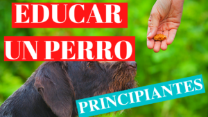 https://www.educarmiperroya.com/wp-content/uploads/2021/03/PAUTAS-PARA-EDUCAR-UN-PERRO-1-300x169.png